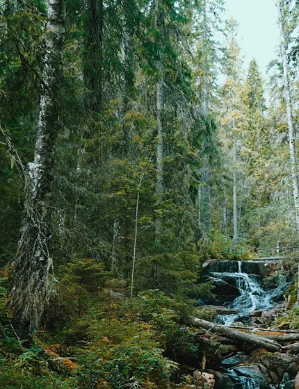 Skog och bäck_web