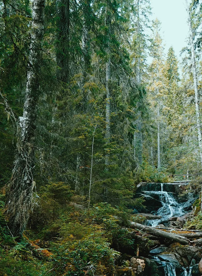 Skog och bäck_web